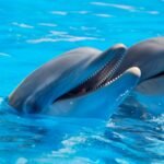 Two bottlenose dolphins enjoying a swim in clear blue waters.