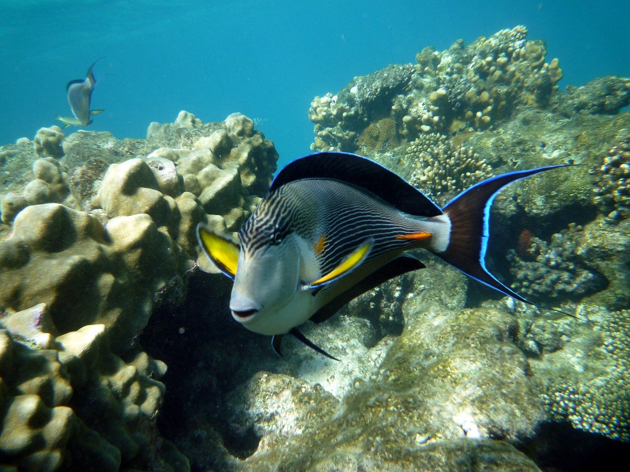 egypt, dive, marsa alam, underwater, sea, sea animal, red sea, exotic, marsa alam, marsa alam, marsa alam, marsa alam, marsa alam