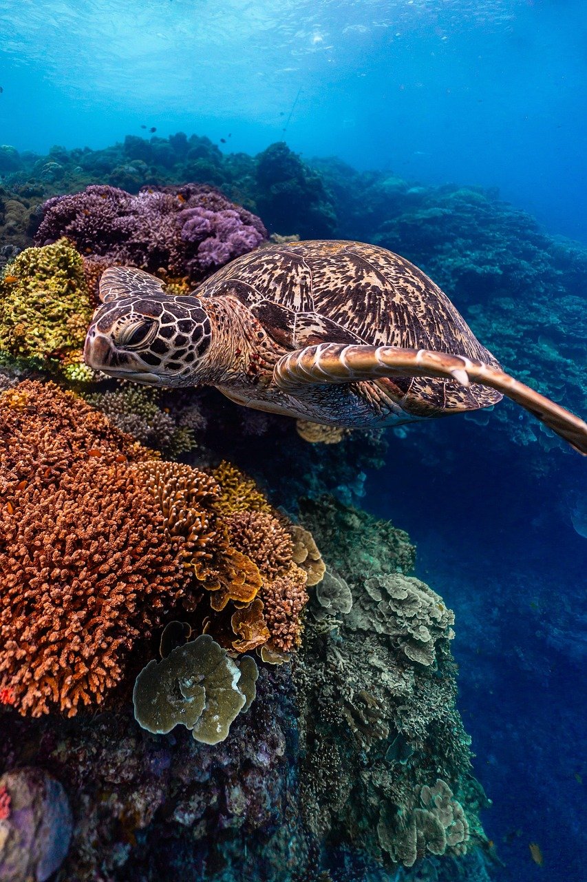 Beste Tauchspots in Marsa Mubarak Schnorcheln mit Schildkröten Meeresleben im Roten Meer Schutz bedrohter Meeresschildkröten Ökotourismus in Ägypten