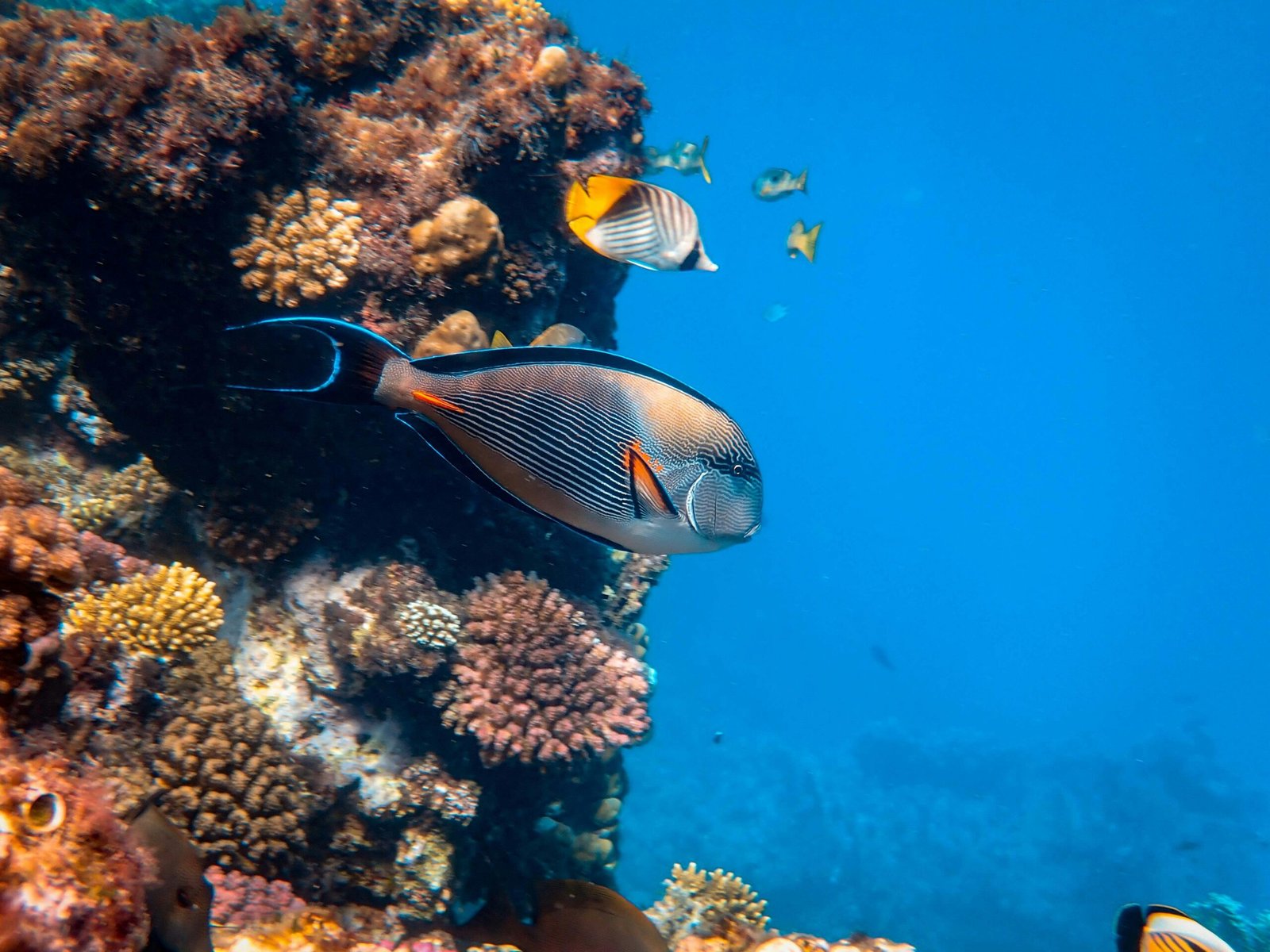 Colorful reef fish swimming amidst vibrant corals in a clear ocean setting.