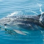 A dolphin gracefully skims through clear blue ocean waters, capturing marine life beauty.
